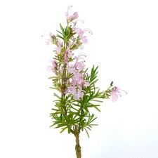 Rosmarinus officinalis cv MAJORICA PINK | Rosemary | Compass plant - Rosmarin |