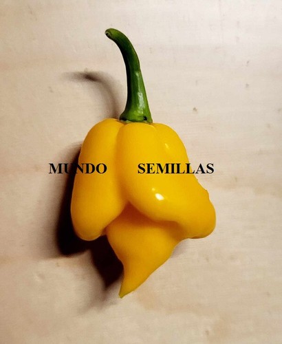 Carolina reaper giallo - reaper, (il