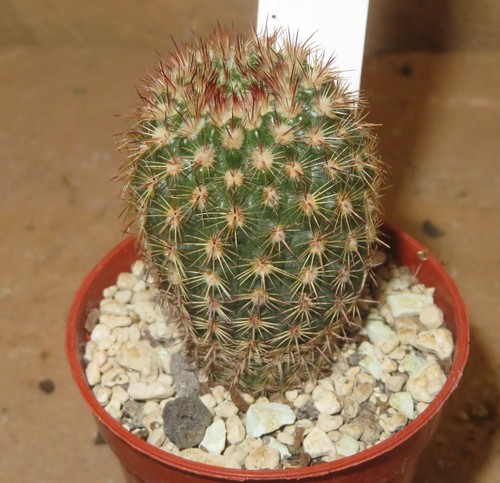 Notocactus rutilans kcs 277 - notocactus,