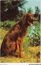 AILP8-0796 - CANE - Setter