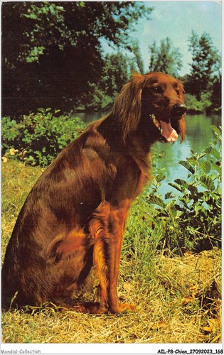 Ailp8 0796 cane setter - ailp8-0796,