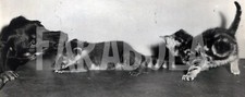 Foto vintage Cucciolo di coato con cane e gatto, 1957, stampa 24x10 cm