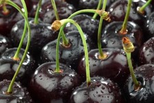 The Blackest Cherries - Black Cherryes 6 semi freschi + REGALO