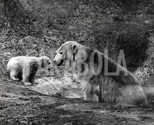Foto Vintage Animali Uk zoo di