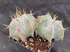 ASTROPHYTUM MYRIOSTIGMA