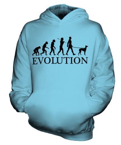Italiano levriero evolution - italiano,