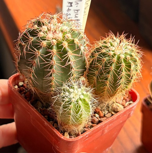 Cactus grappolo spinoso - cactus,