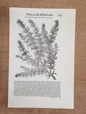 Rosmarino coronario e  R salvatico Discorsi di Mattioli 1568 Botanica Ristampa