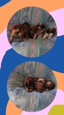 Cuccioli cane regalo - di,