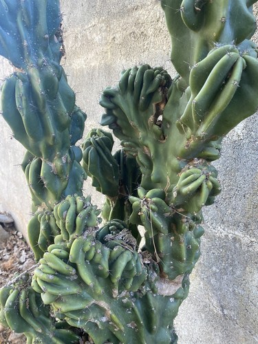 Cactus talea pianta - pianta,