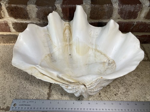Guscio vongole gigante - di,