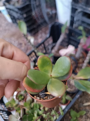 Crassula ovata mínima 7 - ovata, mínima,