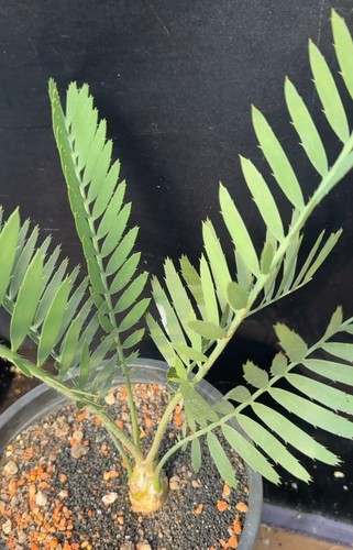 Raro encephalartos - raro,