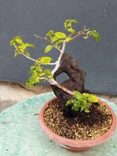 BONSAI DI BOUGANVILLEA 27x15cm