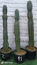cactus cereus