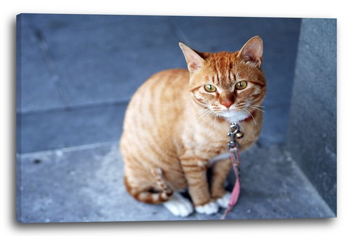 Tela cornice cucciolo gatto - di,