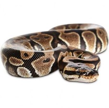 Serpente di gomma grande