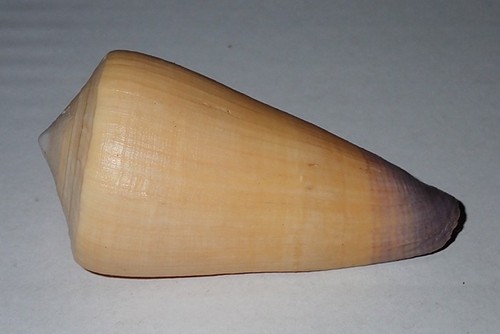 Grande modello cono - modello,