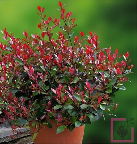 Photinia fraseri compacta - x,