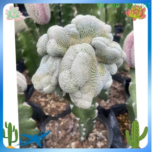 Rara succulenta pelecyphora - rara,