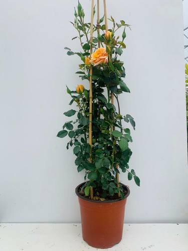 Pianta rosa rampicante - ,