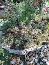 Tillandsia, Pianta Dell'aria, Vendesi Pezzi Di Tillandsia Di Varie Grandezze 