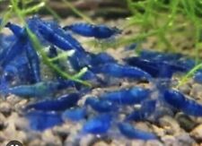 Caridine Selezionate Blody