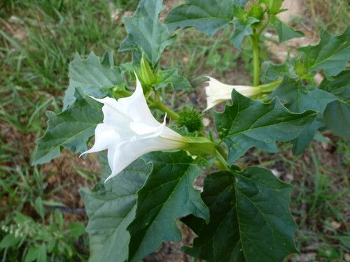 Semi erba del - 10,