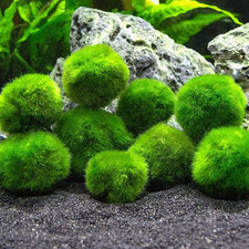 Marimo alga palla - marimo, cm)