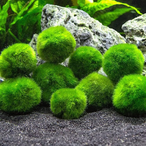Marimo alga palla - marimo,