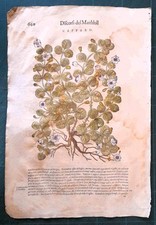 MATTIOLI MATTHIOLI Erbario a