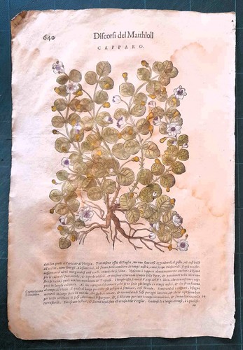 Mattioli matthioli erbario - erbario, a