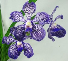 Vanda Somsri Blue Classic x