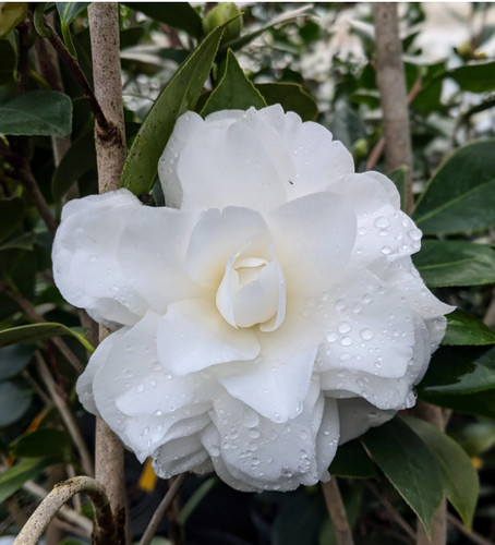 Camelia japonica purity vaso - japonica, "purity"