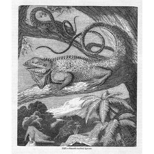 Iguana dal collo liscio -