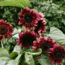 SEMI HELIANTHUS ARDOR CROWN _
