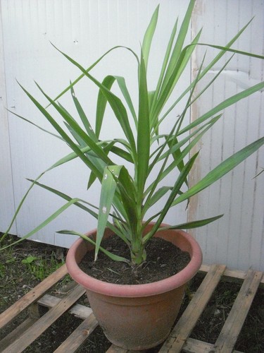 Yucca tronchetto della