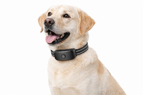 Recinzione gps per cani - per,