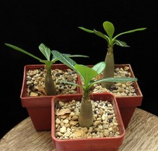 Adenium socotranum (non