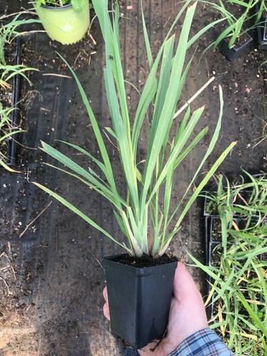 Piante citronella in - 2,