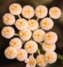 Hoya lacunosa | Cannella Hoya | Pianta di cera - Cannella Hoya | Pianta di cera