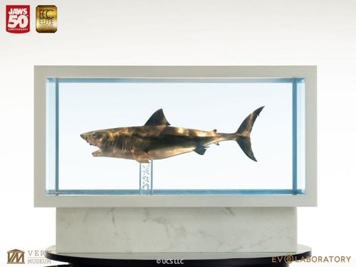 Squalo bianco maquette - squalo,