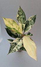 Rara novità!!! Aglaonema Siam