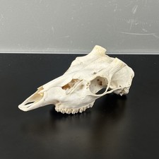 592SKU Teschio di cervo