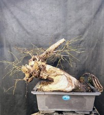 Bonsai Di Carpino Nero