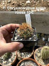 Ferocactus Chrysacanthus Spina