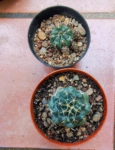 Gymnocalycium