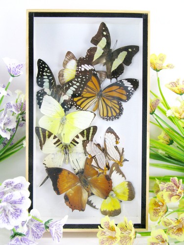 Vere bellissime farfalle