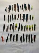 Lotto di 44 piume colorate di