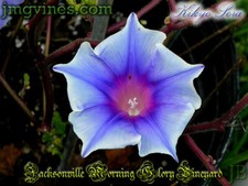 Kikyo Sora Japanese Morning